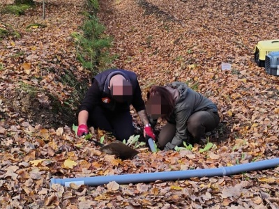 Zdębiała, gdy odkryła, co piszczy  w rurze. Strażacy i leśnicy wspólnie ruszyli na ratunek