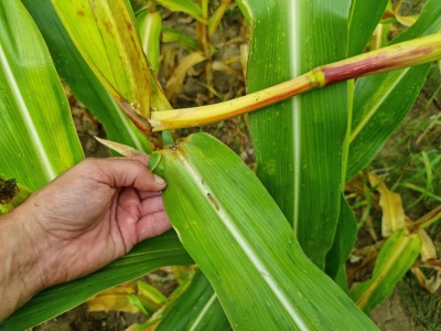 Choroby i szkodniki kukurydzy – podsumowanie sezonu