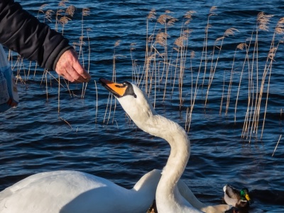 Podręczniki trzeba pisać na nowo. Żyliśmy w błędzie co do dokarmiania