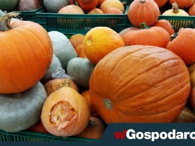 Polska potęgą dyniową w Europie