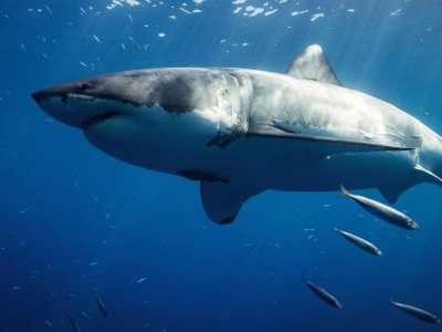 Belgia: naukowcy odnotowali więcej rekinów u wybrzeży, cieszą się, że to dowód poprawy ekosystemu