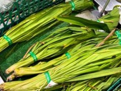 Wyglądają jak trawa, a pachną jak wanilia. W Polsce wciąż mało znane