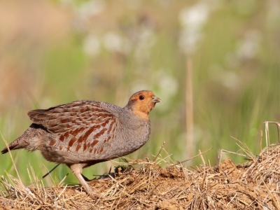 Kiedyś były wszędzie. Teraz polski ptak potrzebuje pomocy, by przetrwać