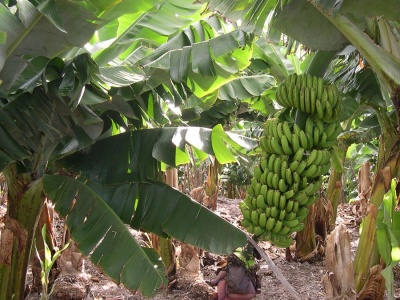 Umowa z Ekwadorem nie zaszkodzi bananom z Wysp Kanaryjskich