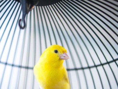 Podali samicom kanarka testosteron. Po latach zaczęły śpiewać