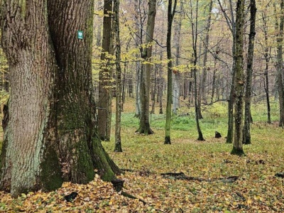 Nowy rezerwat przyrody na Podkarpaciu. „Las Zapaśny” ma chronić przyrodę i pamięć leśników