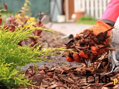 Jesienny trik na żyzną glebę — zrób to, zanim spadnie pierwszy śnieg!