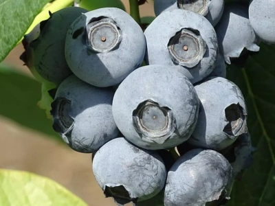 Potrzeba inwestycji, ale skąd brać pieniądze? Zmiany klimatyczne odmienią oblicze globalnego sektora borówkowego