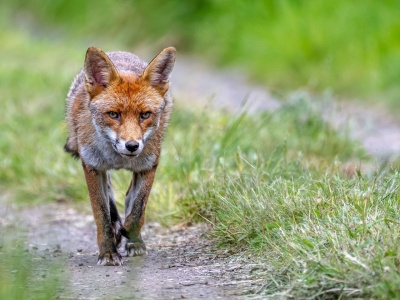 Tysiące osób we Włoszech nie miało dostępu do internetu. Lis przegryzł kabel