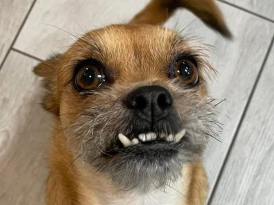 Za nami Dzień Kundelka. Zdjęcia pupili naszych Czytelników