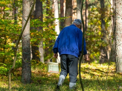 Mandat za zbieranie grzybów i szyszek. W lesie zapłacisz nie tylko za śmiecenie