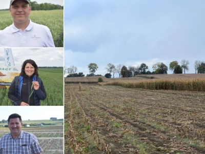 Późny siew pszenicy po kukurydzy. Jakie mogą być skutki?