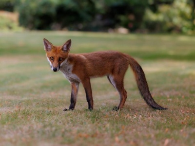 Tysiące Włochów bez dostępu do internetu na kilka dni. Powód zaskoczył nawet techników