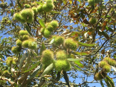Kasztany jadalne wcale nie pochodzą od kasztanowca. To owoce innej rośliny