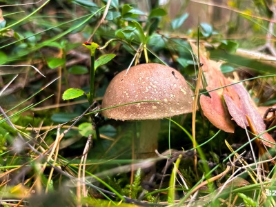 Wciąż trwa sezon na grzyby. Apel leśników