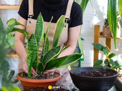 Nie masz ręki do kwiatów? Oto idealne rośliny dla ciebie