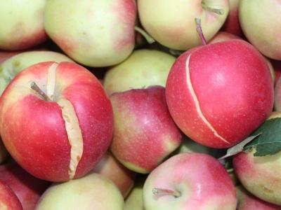 Ceny jabłek na skupie coraz niższe. Przemysł „mrozi” sadowników