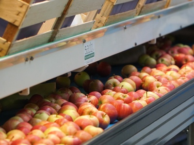 Polskie centrum dystrybucji jabłek w Egipcie. Czy taka inicjatywa nadal ma sens?