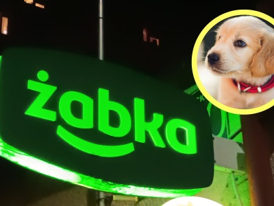 Do tych sklepów nie wejdziesz z psem. Właściciel ma prawo cię wyprosić