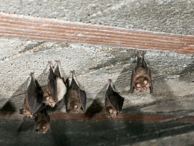 Naukowcy wkroczyli do domów w Polsce. Będą je remontować przez nietoperze
