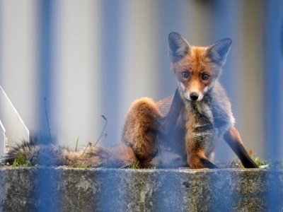 Coś odcięło Włochów od internetu. Całe miasteczko sparaliżowane na cztery dni