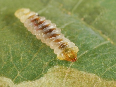 Wydawało się, że mamy z nim spokój. Powróciła plaga, która wywołała panikę