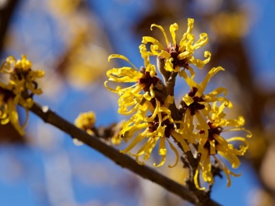 Ten krzew kwitnie zimą. Wprowadzi kolor do twojego ogrodu
