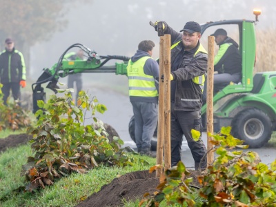 Odtwarzają zielone aleje wzdłuż dróg wojewódzkich. Gdzie w regionie sadzą drzewa?