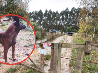 Poszedł na grzyby, zagryzły go psy. 