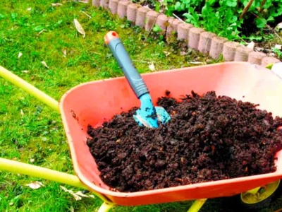 Rozsyp jesienią w ogrodzie. Jest dla gleby jak terapia, obornik niepotrzebny