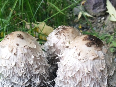 Zniechęca wyglądem i go nie zbierają. A to jadalny i smaczny grzyb