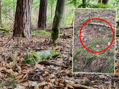 Leśnicy pokazali nagranie z grzybobrania. 