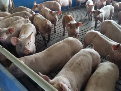 Era stałego wzrostu produkcji trzody chlewnej w Rosji może dobiec końca