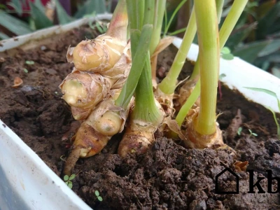 Zasadzisz raz i będziesz mieć na lata! W doniczce rośnie jak szalony