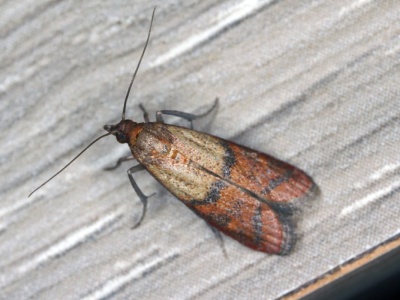 Nie tylko w mące i kaszy. W tym miejscu mole mogą złożyć nawet 400 jaj dziennie