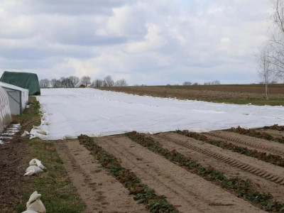 Kiedy i jak okrywać truskawki agrowłókniną na zimę? Sprawdź zalecenia i najczęstsze błędy