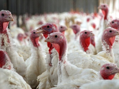 Ognisko ptasiej grypy w powiecie iławskim. Do likwidacji 14,5 tys. indyków