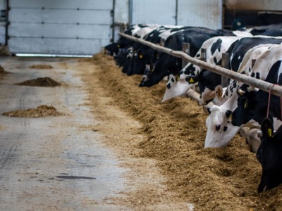 Ceny polskiego bydła najniższe od miesięcy