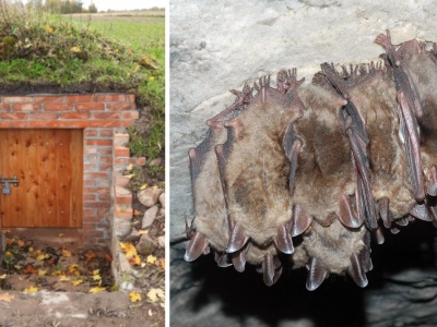 Nietoperze w luksusach? Warmia i Mazury przygotowują im „apartamenty” na czas hibernacji