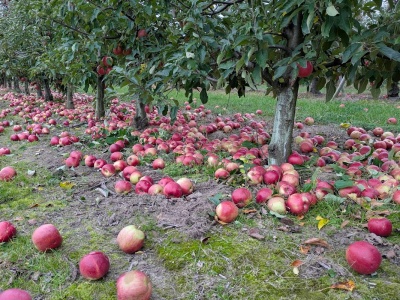 Mycie linii i przekładane awizacje – jak przetwórcy zbijają cenę