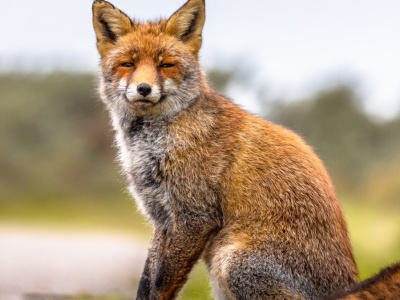 Pięć tysięcy osób zostało bez internetu. Przyczyną było jedno zwierzę