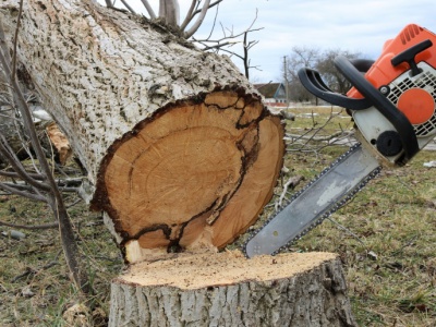 Wycinka drzew na nowych zasadach. Błąd może kosztować nawet kilkanaście tysięcy złotych
