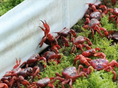 Miliony czerwonych krabów maszerują przez wyspę. Mieszkańcy chwytają za grabie