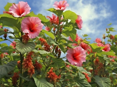 Jeszcze piękniejsza od róży. Cieszy oko w ogrodzie i w mieszkaniu