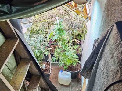 Zielona Góra. Policjanci znaleźli plantację konopi ukrytą pod garażem