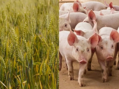 Nowe sumy ubezpieczeń dla rolników na 2026 rok. Z czego wynikają zmiany?