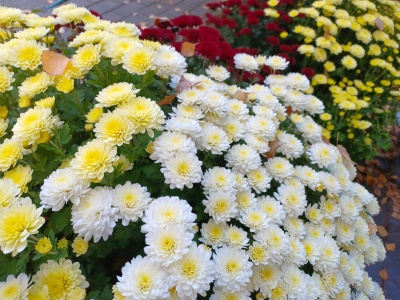 Tak zadbaj o chryzantemy, a będą pięknie wyglądać nie tylko na Wszystkich Świętych