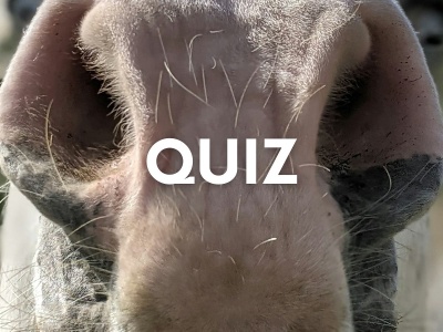 Rozpoznasz zwierzę po nosie? W tym quizie pokona cię przedszkolak