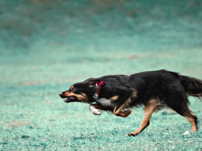 Nigdy tego nie rób podczas ataku psa. Uruchomisz w nim agresywny instynkt