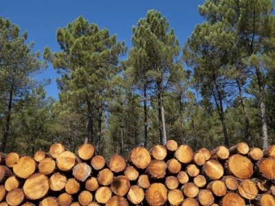 Ikea kupuje lasy nad Bałtykiem. Rekordowa transakcja